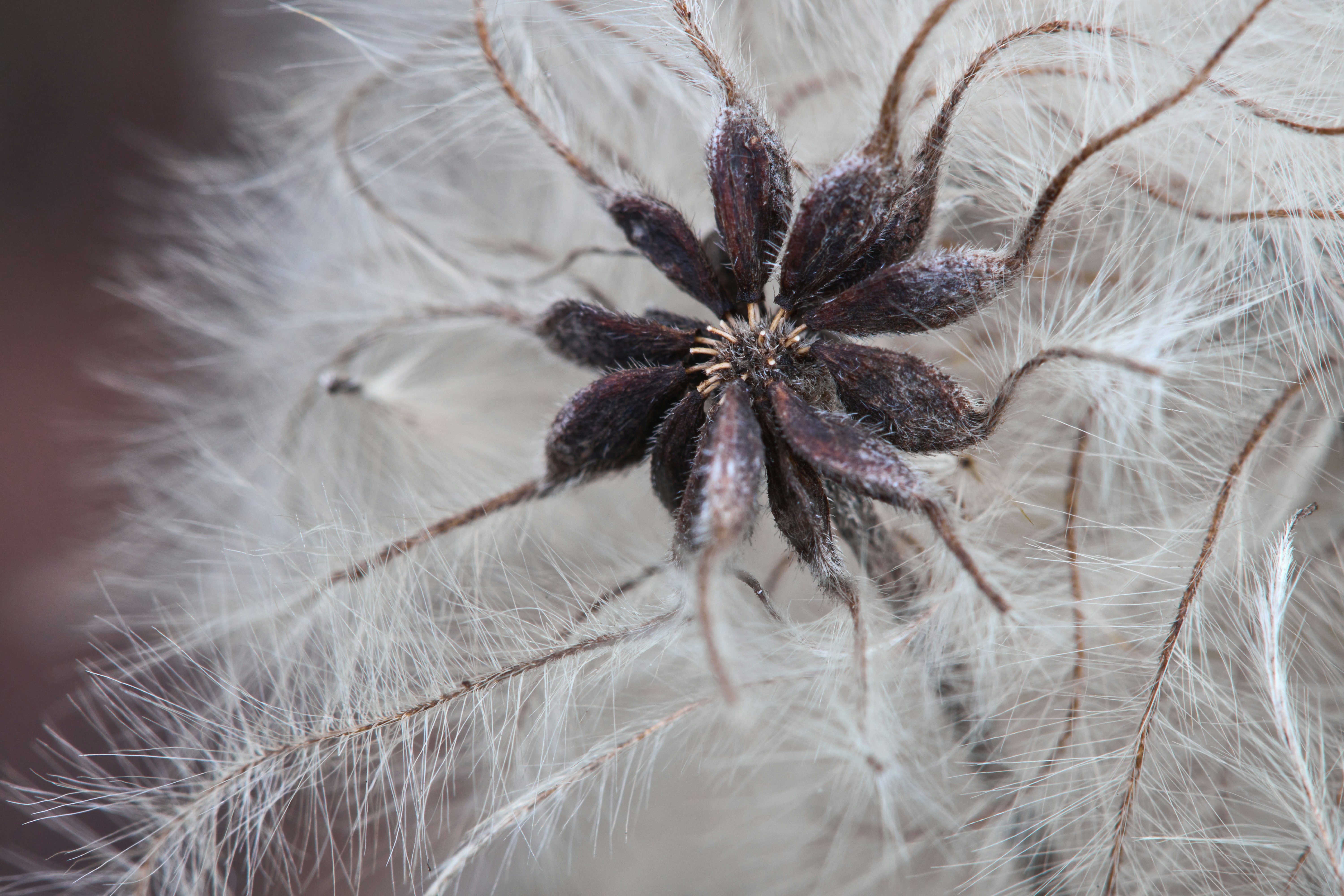 a close up of a flower on a white background