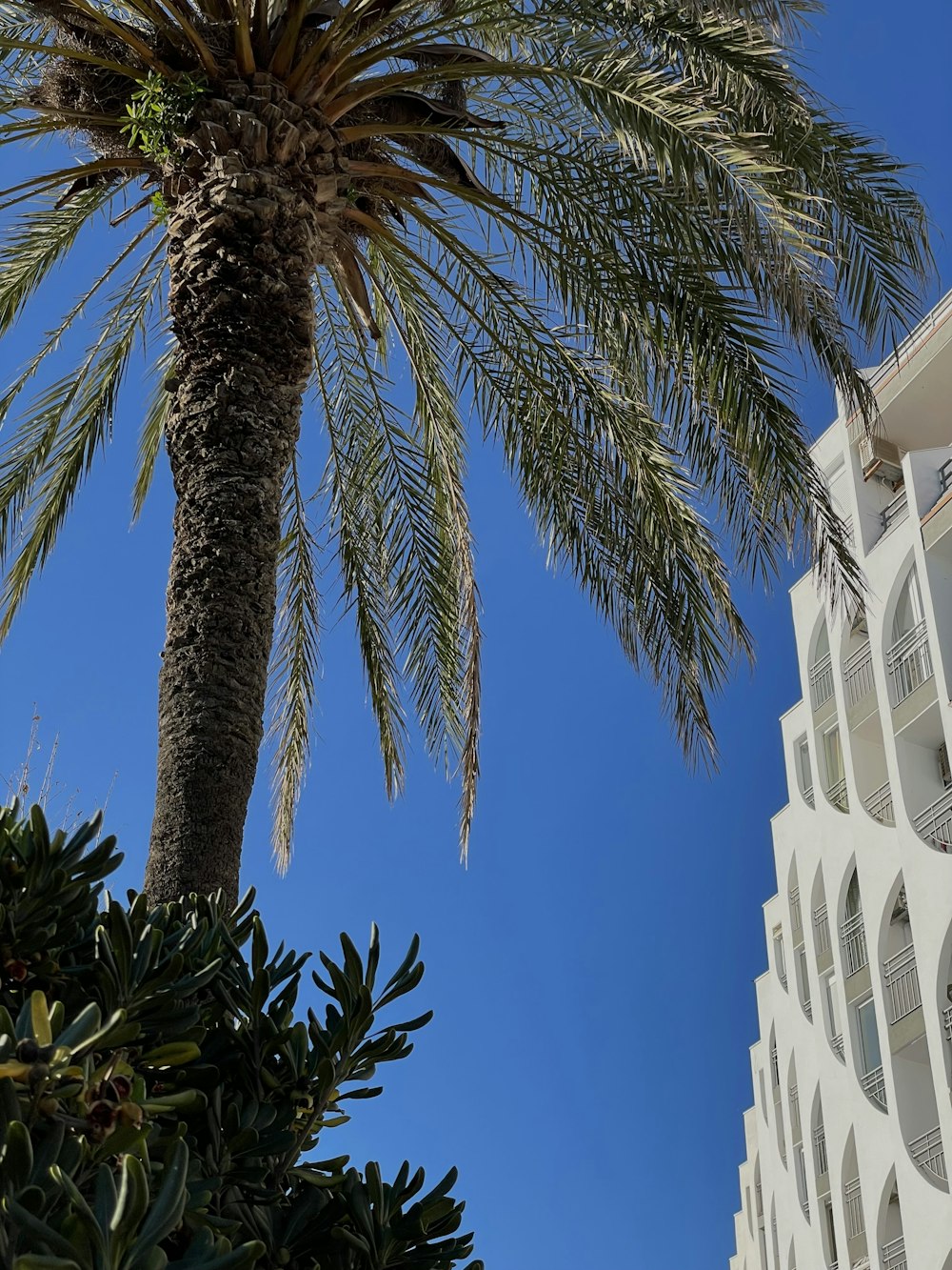a palm tree in front of a white building