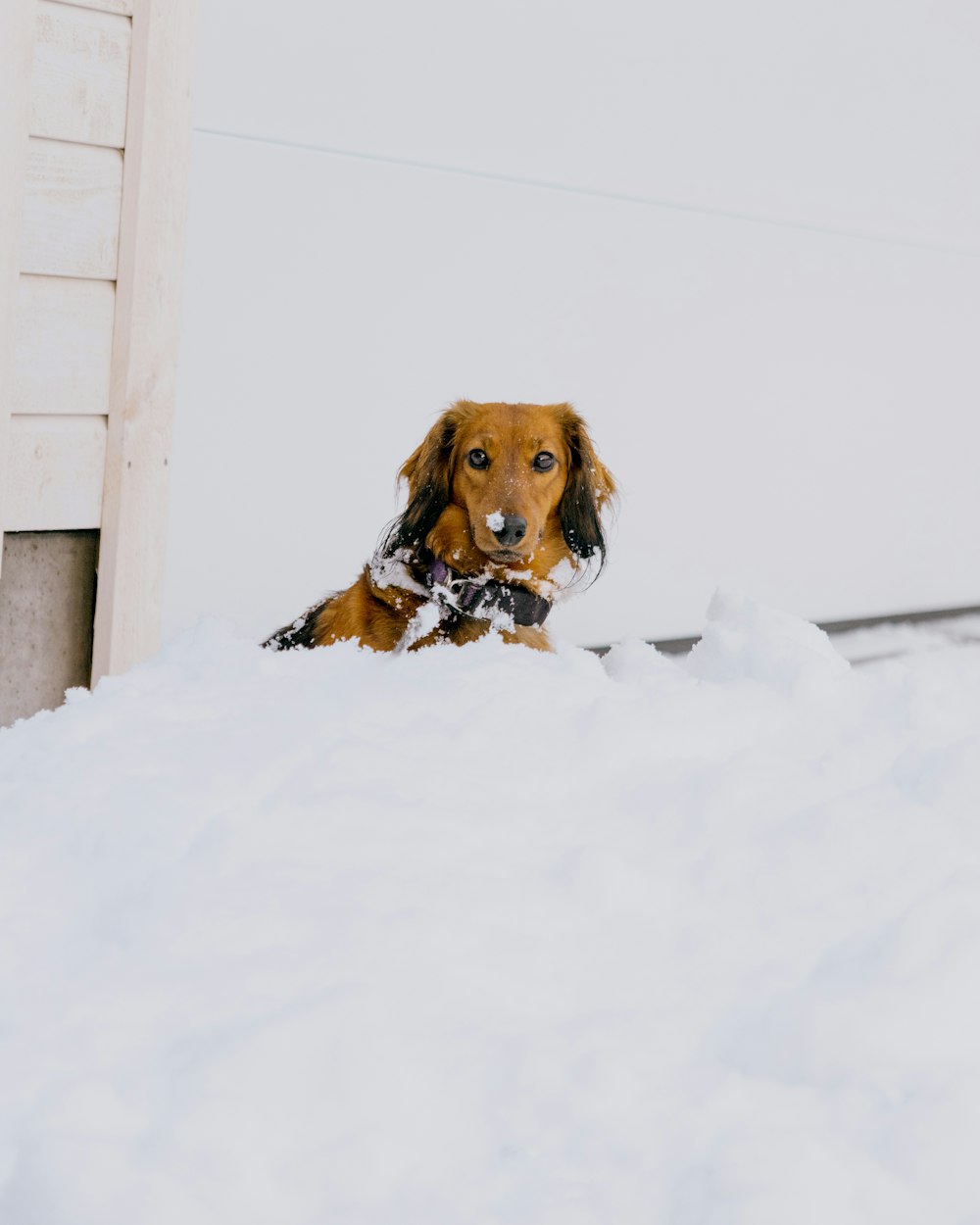 a brown and black dog laying in the snow