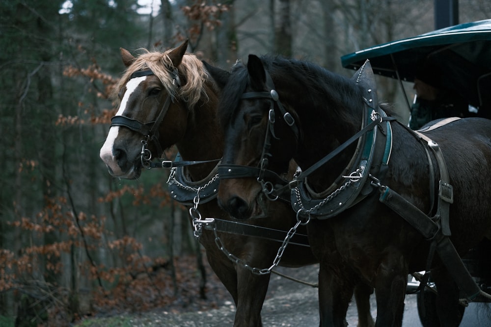 a couple of horses are pulling a carriage