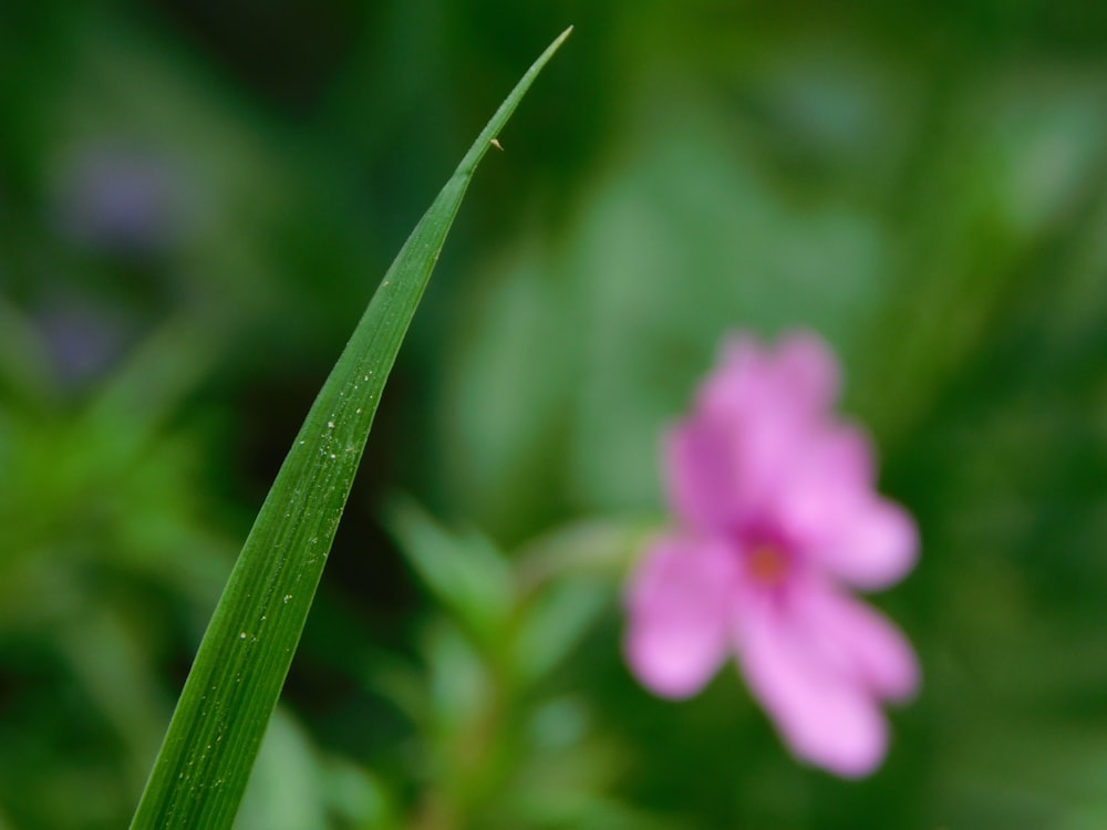 a close up of a pink flower with a green stem