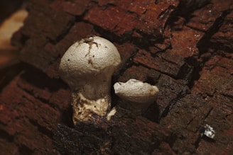 A pair of small, textured mushrooms growing out of decaying, reddish-brown bark. The mushrooms have a distinct, speckled appearance and are nestled amongst the rugged texture of the wood.