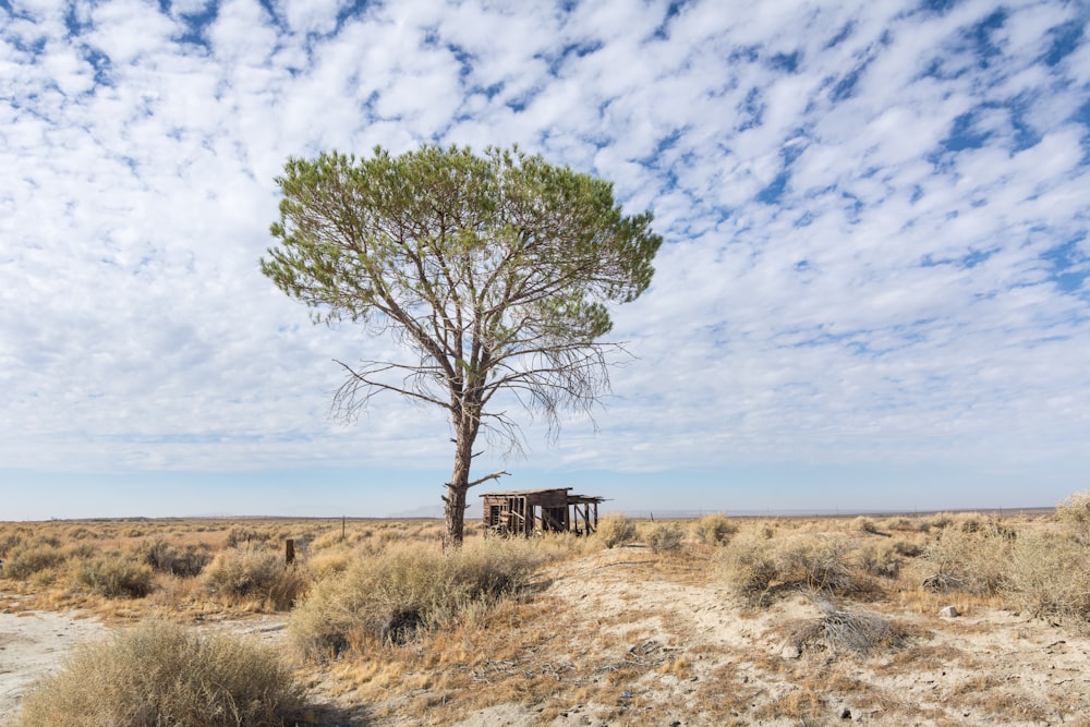 a lone tree in the middle of a desert