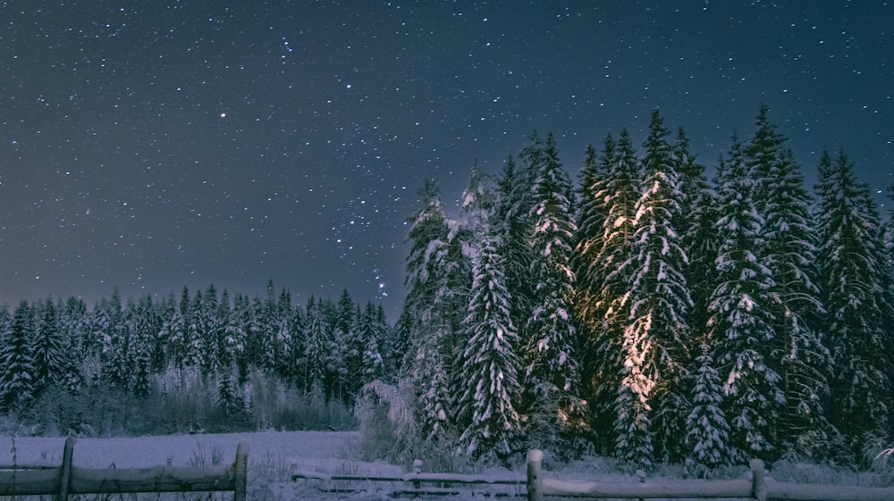 the night sky is lit up over a snowy forest