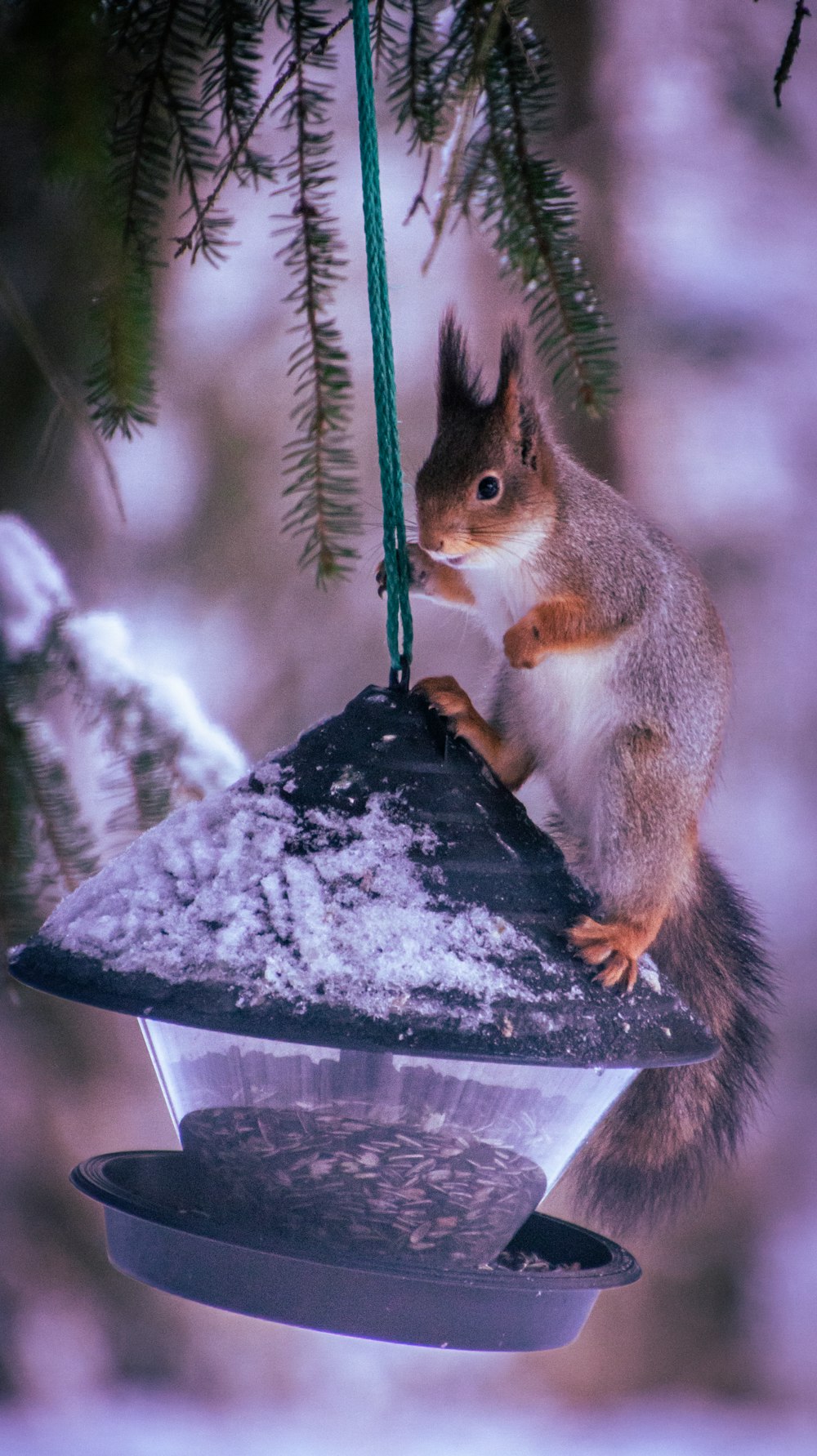 다람쥐가 새 모이통에 앉아있다.