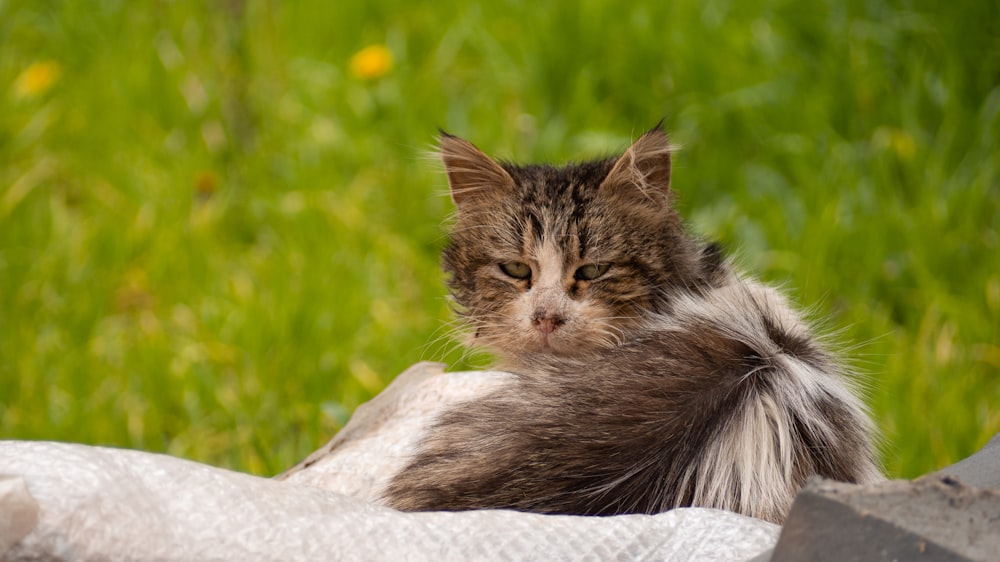 a cat laying on top of a blanket in a field