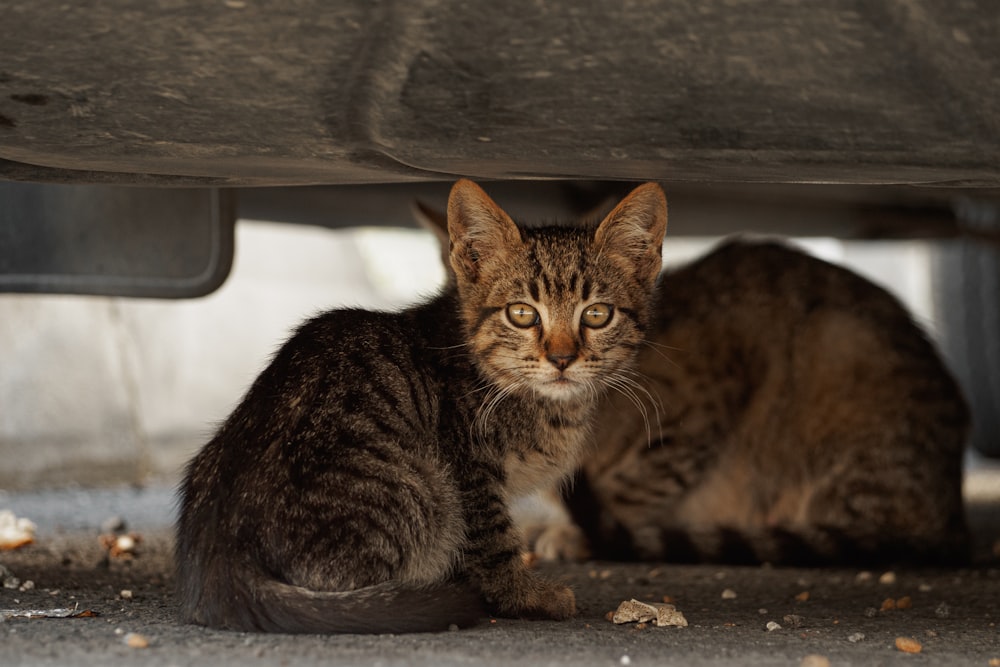 a cat sitting under a car looking at the camera