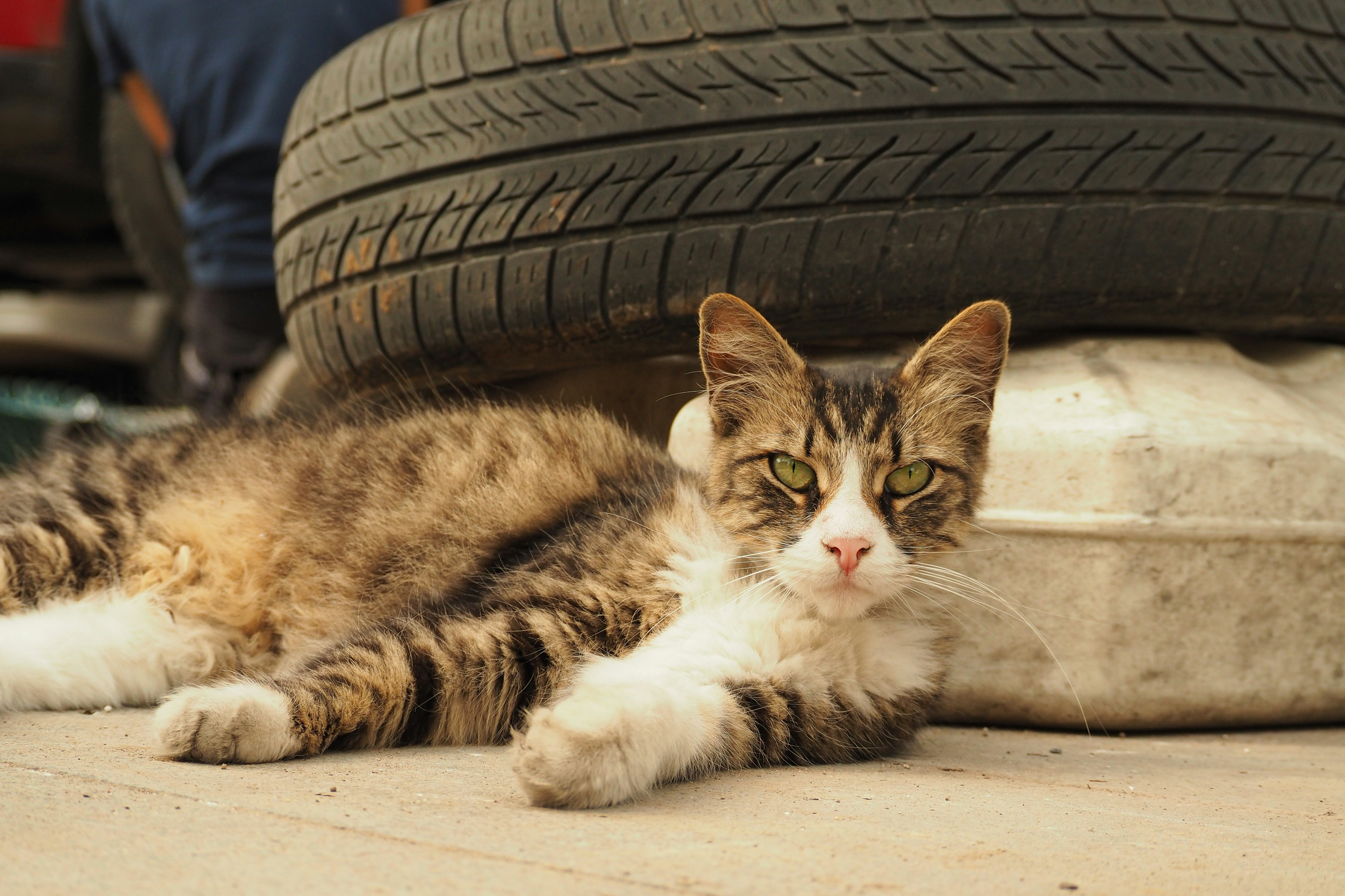 A cat laying on the ground next to a tire photo Free Cat Image on