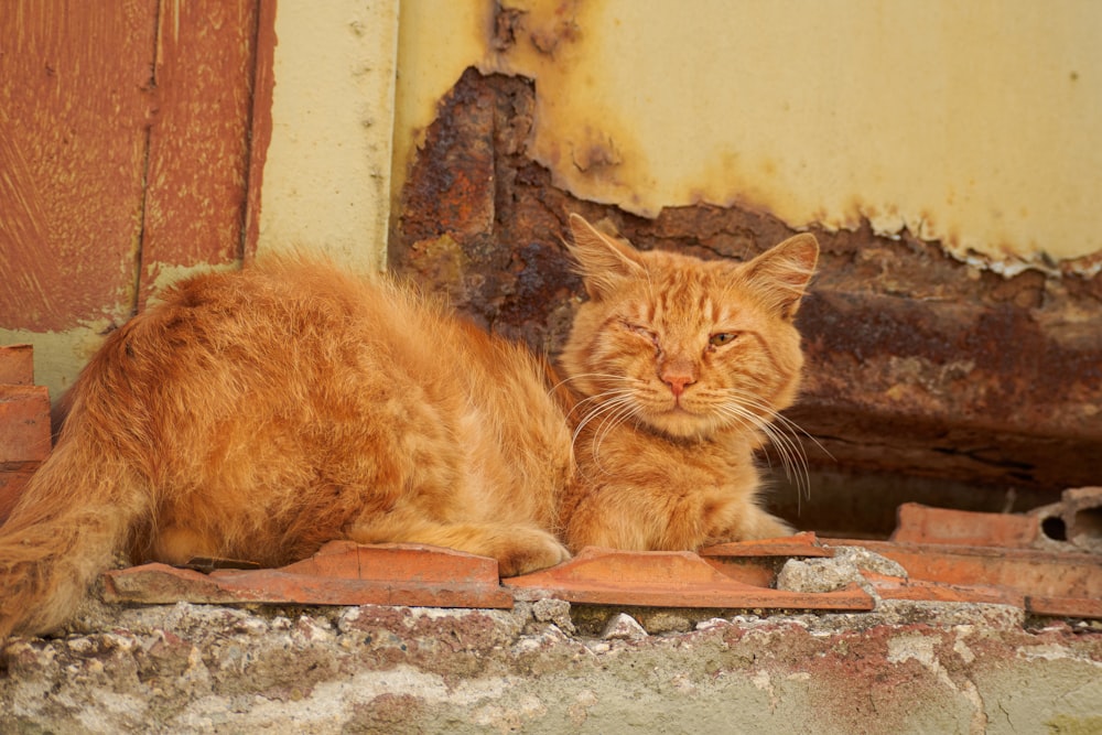 an orange cat sitting on a ledge next to a door