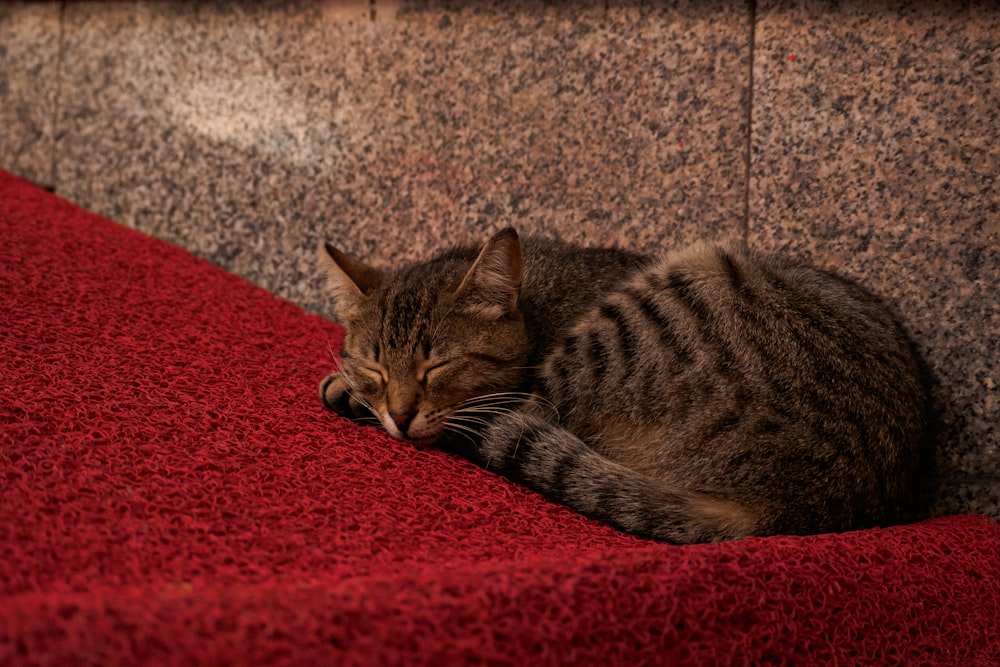 a cat sleeping on top of a red carpet