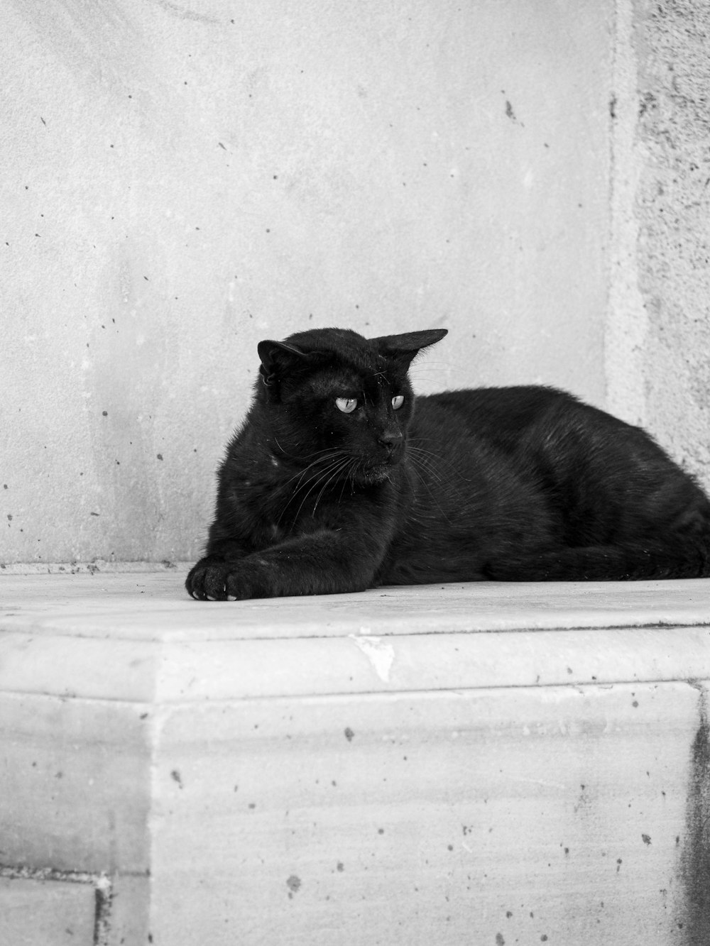 a black cat sitting on top of a white wall