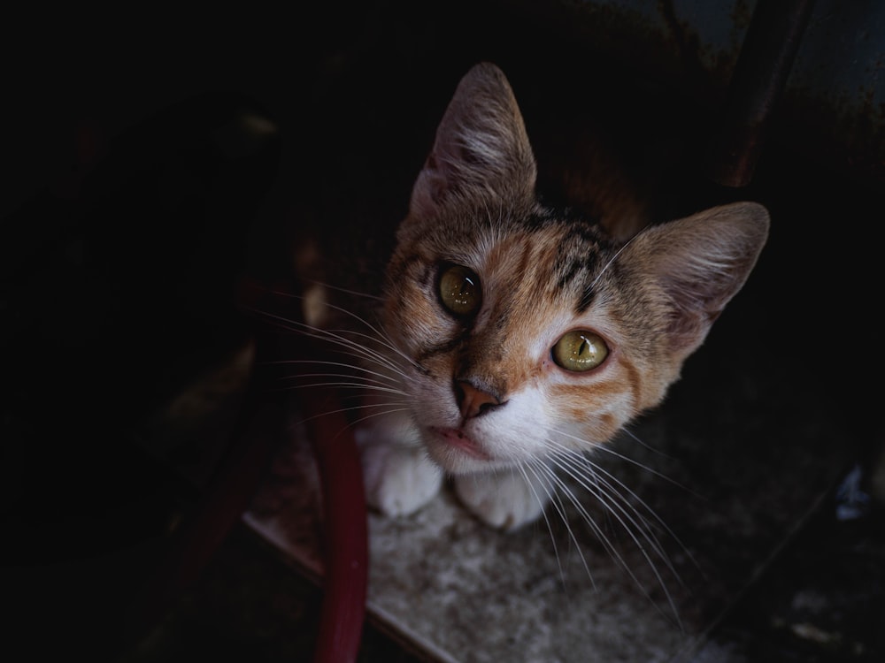 a close up of a cat looking at the camera