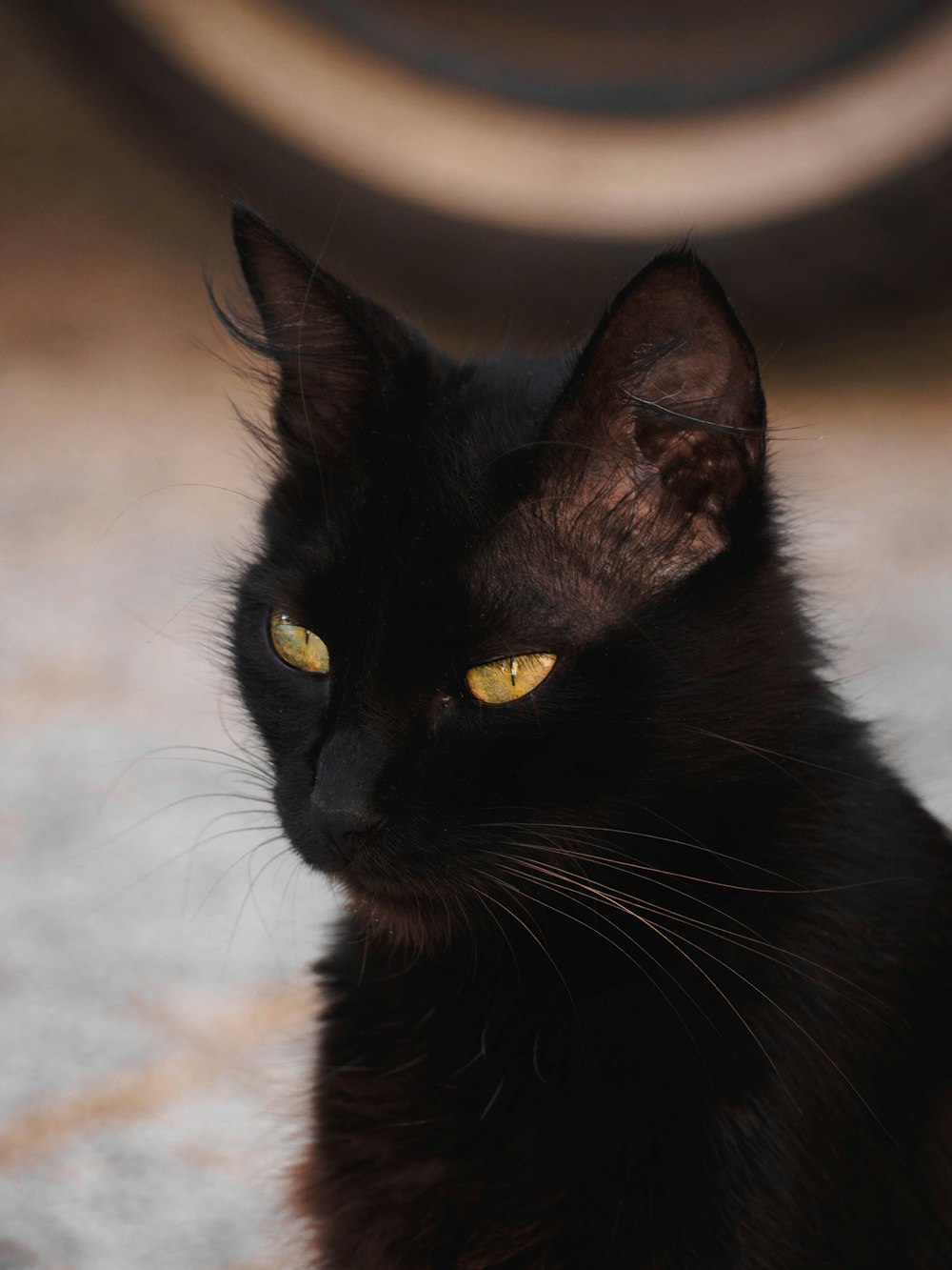 a close up of a black cat with yellow eyes