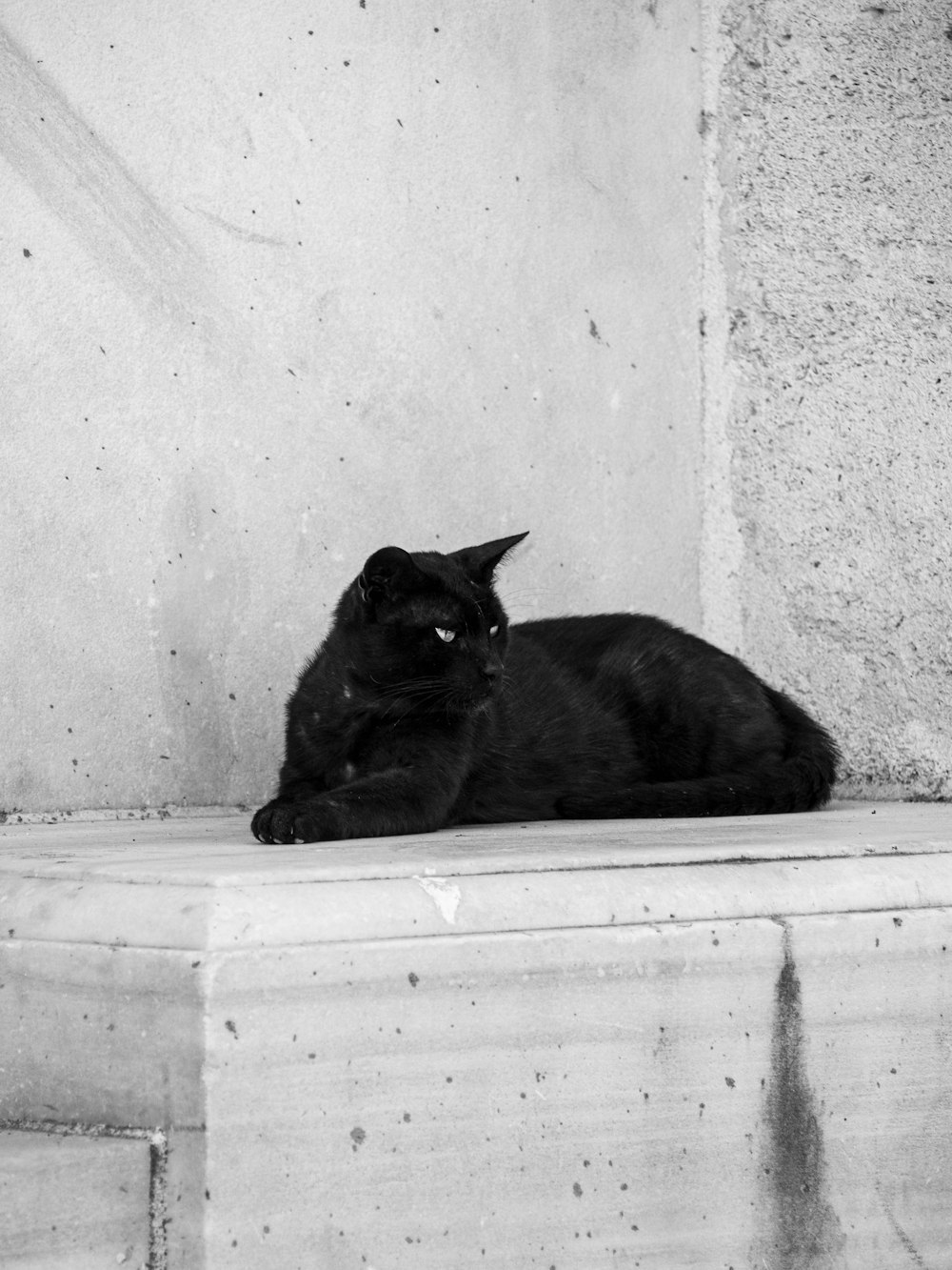 a black cat is sitting on a ledge