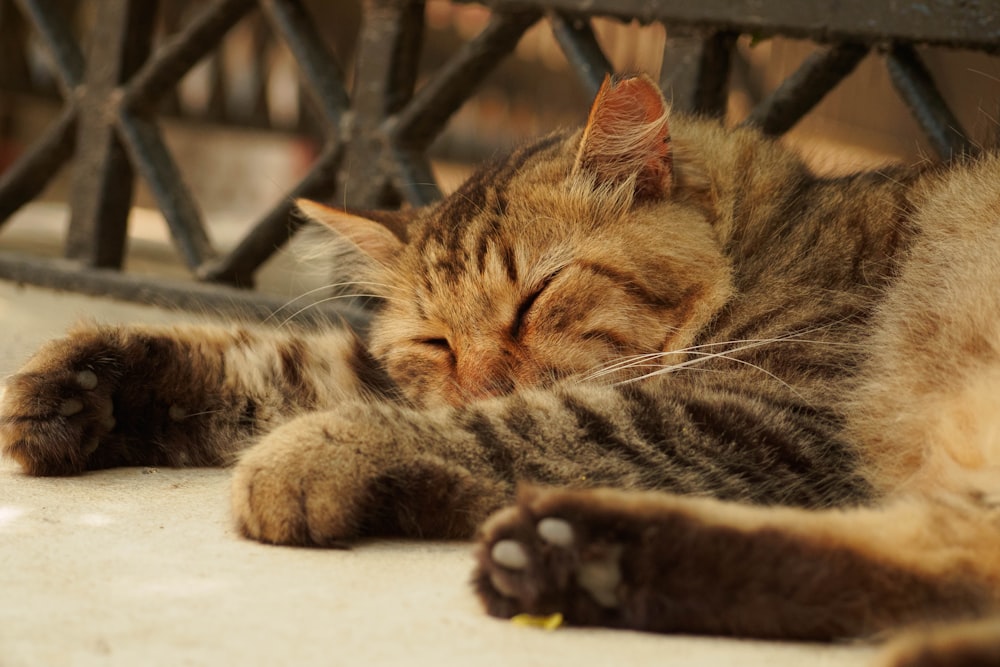 a cat sleeping on the ground next to a fence