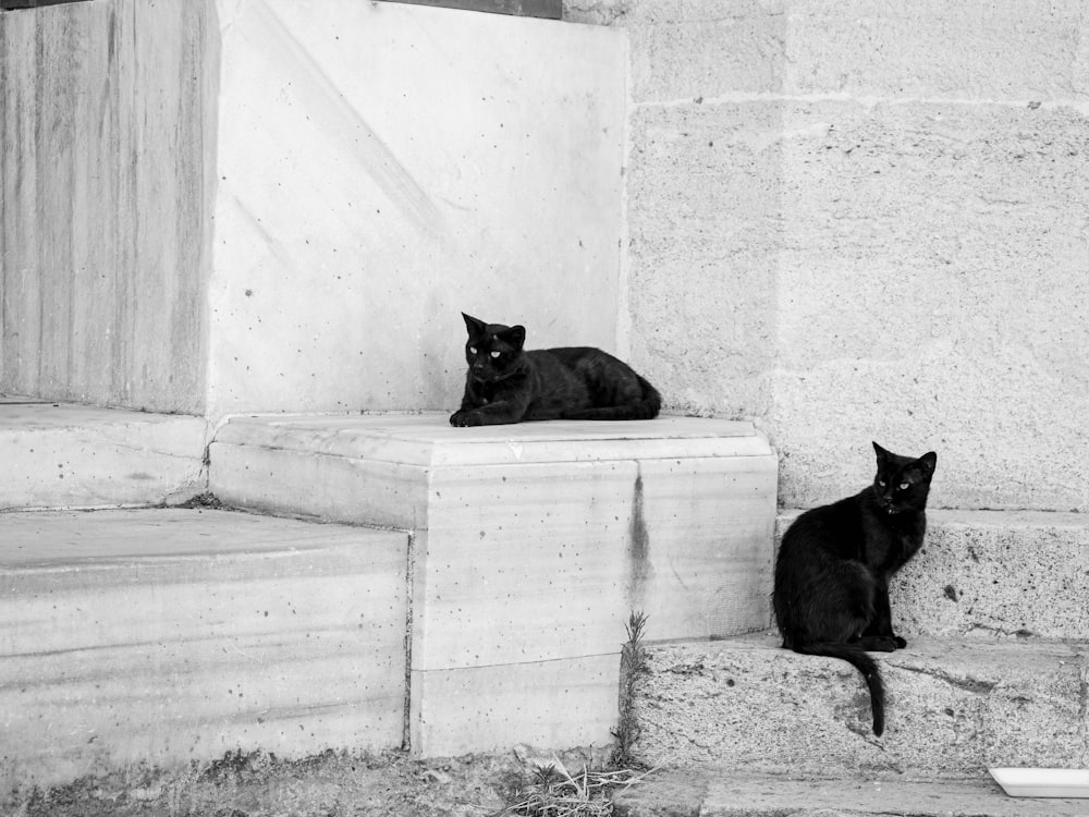 two black cats sitting on the steps of a building