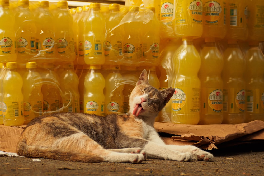 a cat laying on the ground next to a pile of bottles