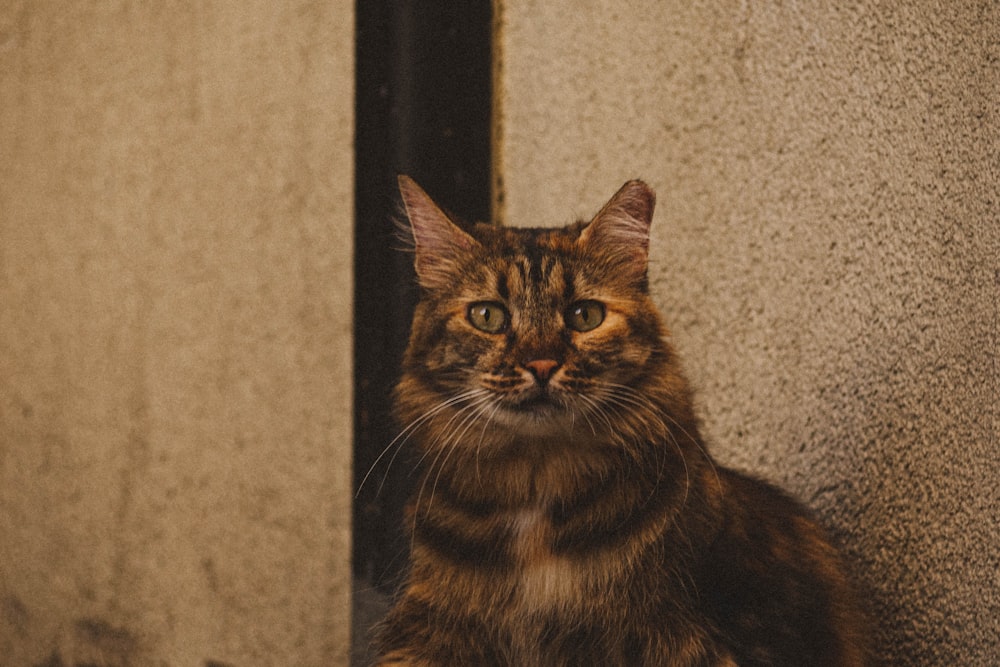 a cat sitting on a ledge looking at the camera