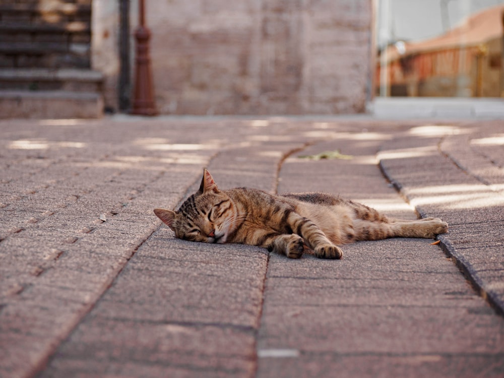 a cat laying on the ground in the sun