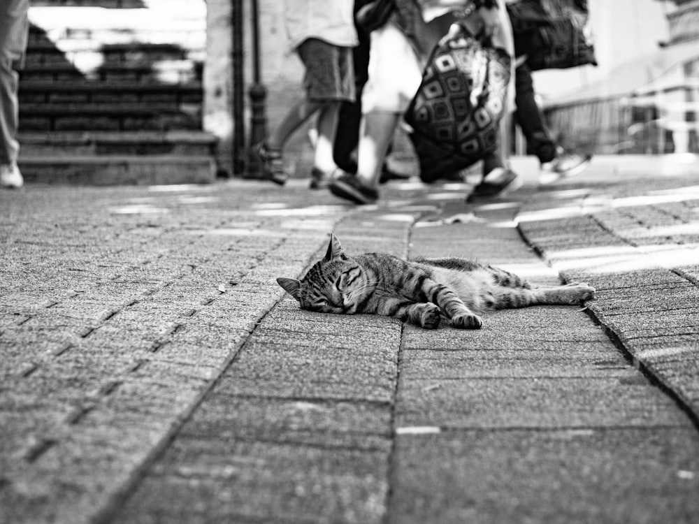 a cat that is laying down on the ground