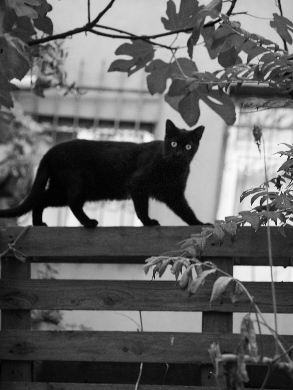 a black cat standing on top of a wooden fence