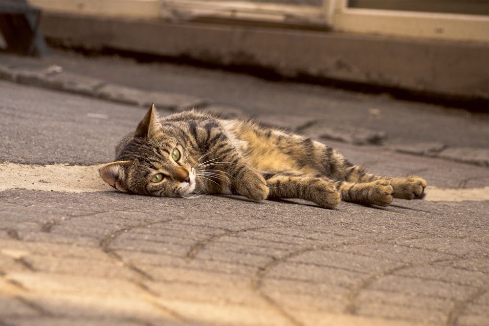 a cat laying on the ground with its eyes closed