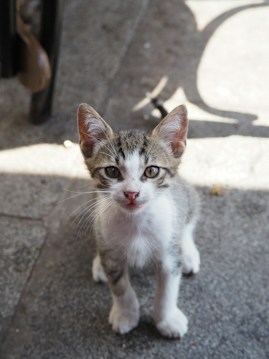 A small, young tabby cat with large ears and bright eyes is sitting on a concrete surface, looking directly at the camera. The sunlight casts soft shadows, contributing to a relaxed atmosphere.