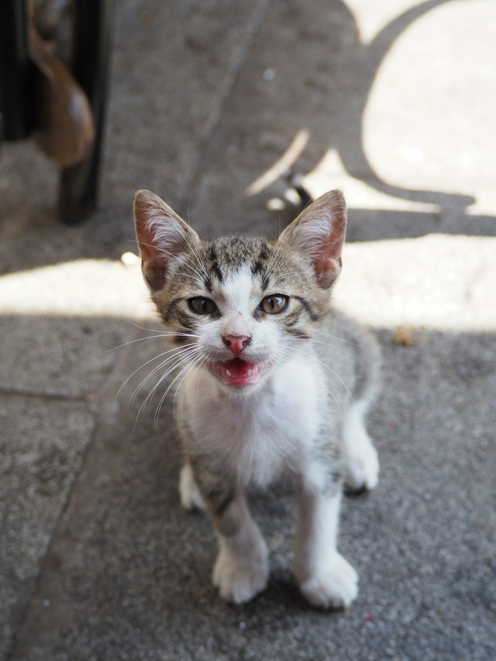 a small kitten standing on top of a sidewalk