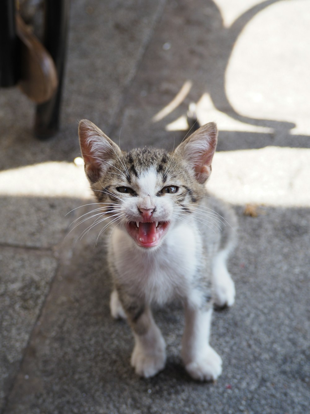 a small kitten standing on a sidewalk with its mouth open