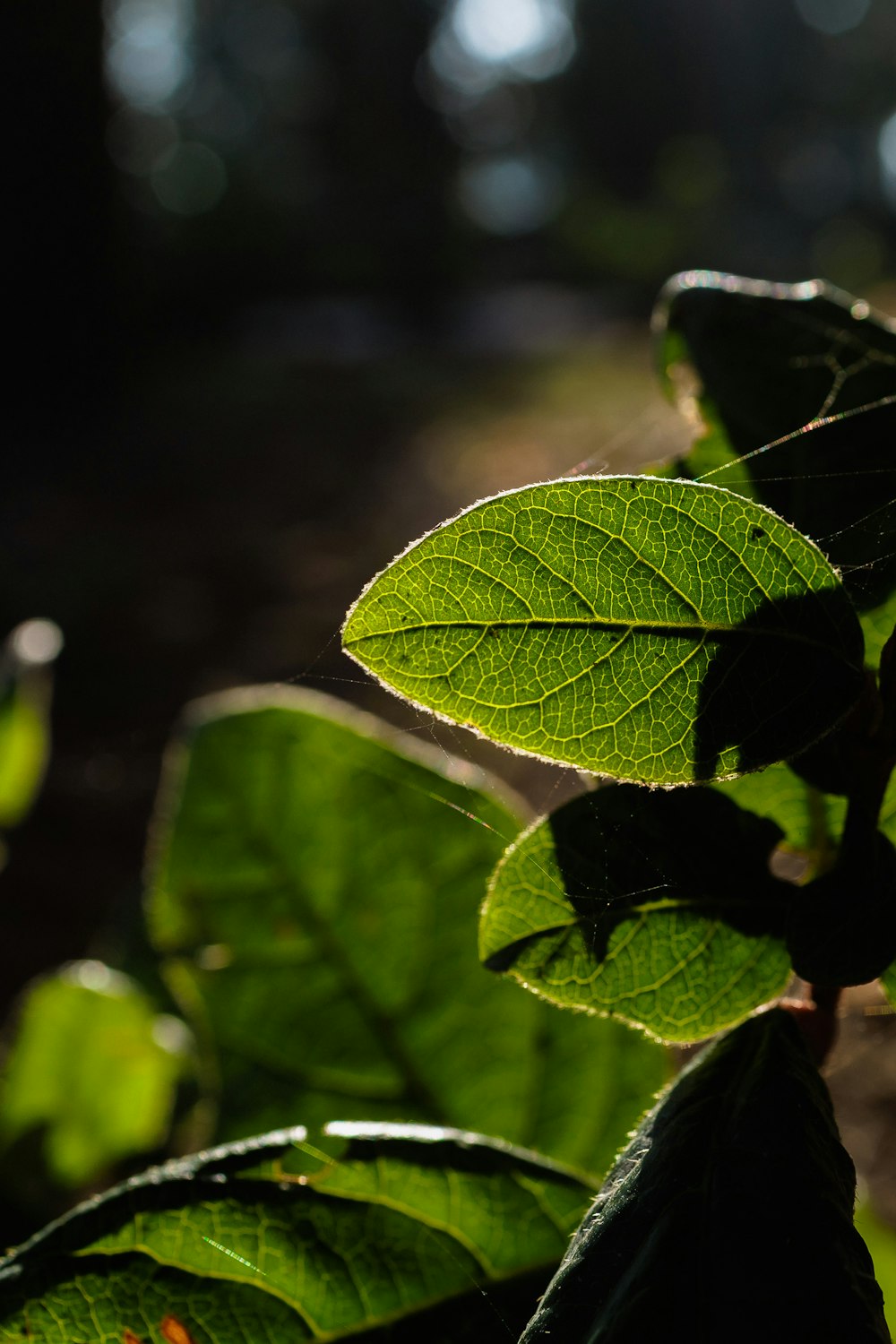 식물에 녹색 잎의 클로즈업