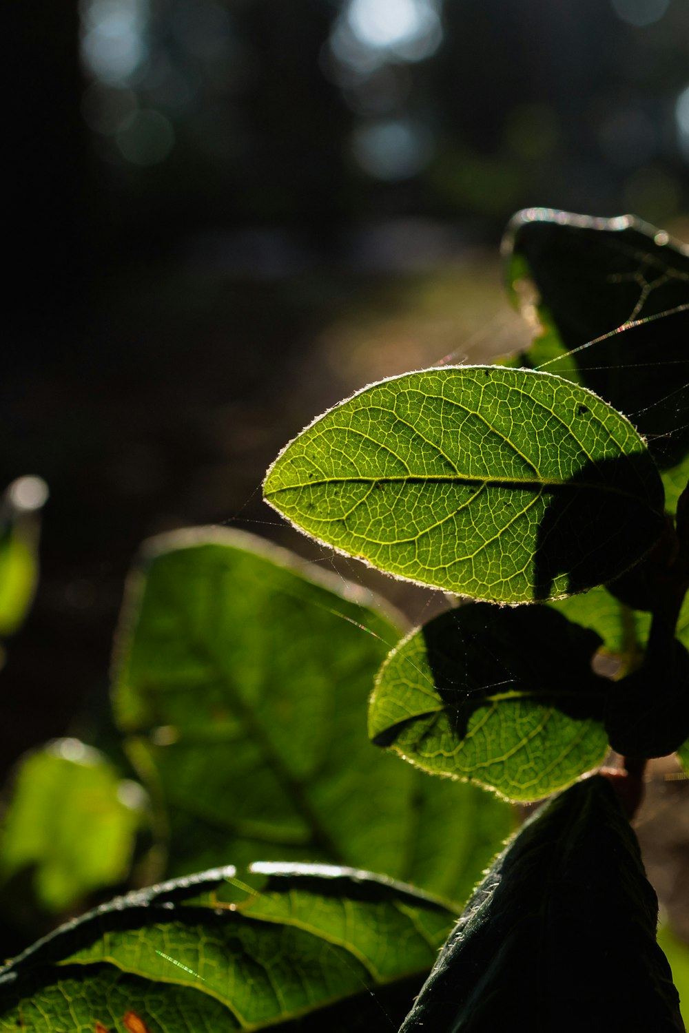 a close up of a green leaf on a plant