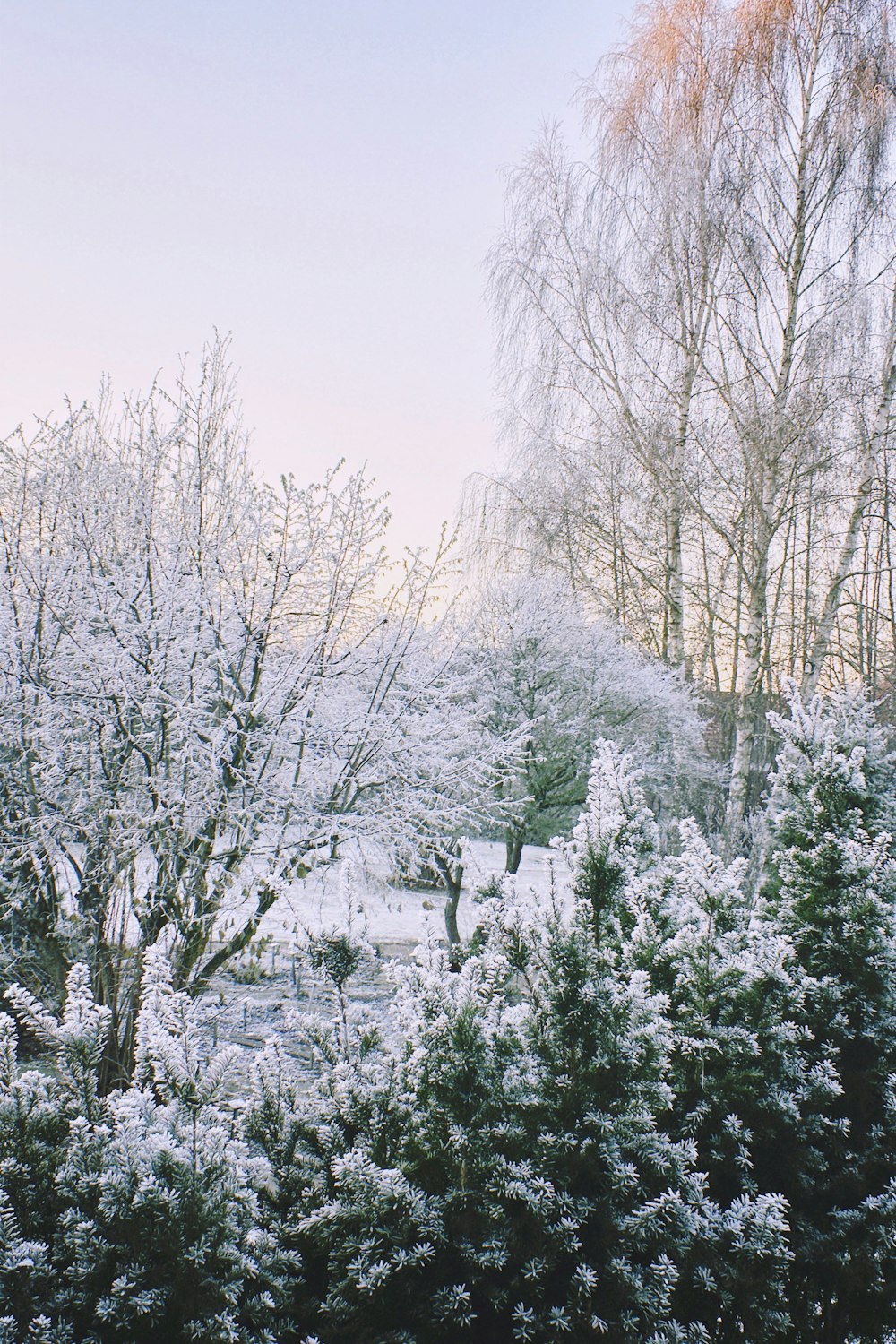 a snowy landscape with trees and bushes in the foreground