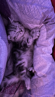 A tiny gray kitten curled up peacefully on a soft blue blanket.