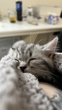 A cozy scene of a small gray kitten curled up on a soft blue blanket in a modern, minimalist room.