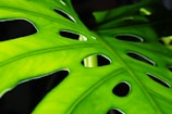 Close-up of a vibrant green Monstera deliciosa leaf with natural light highlighting its texture.