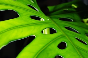 Close-up of a vibrant green Monstera deliciosa leaf with natural light highlighting its texture.