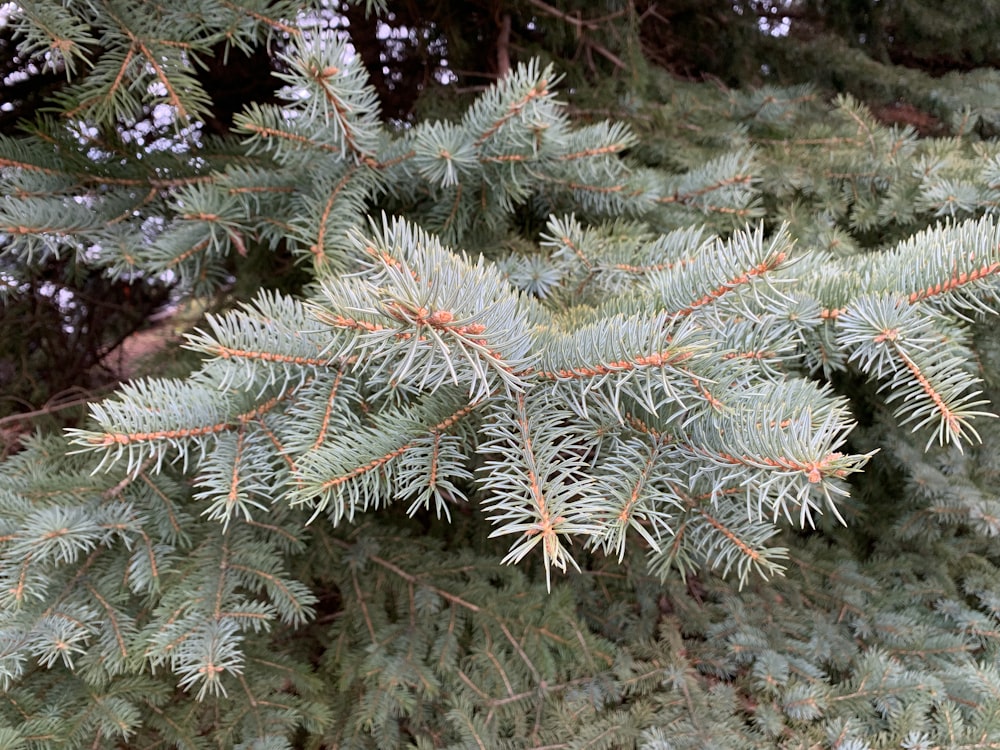 a close up of a pine tree branch