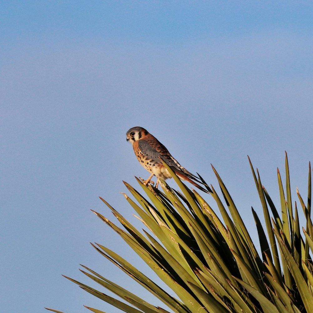 a bird perched on top of a palm tree