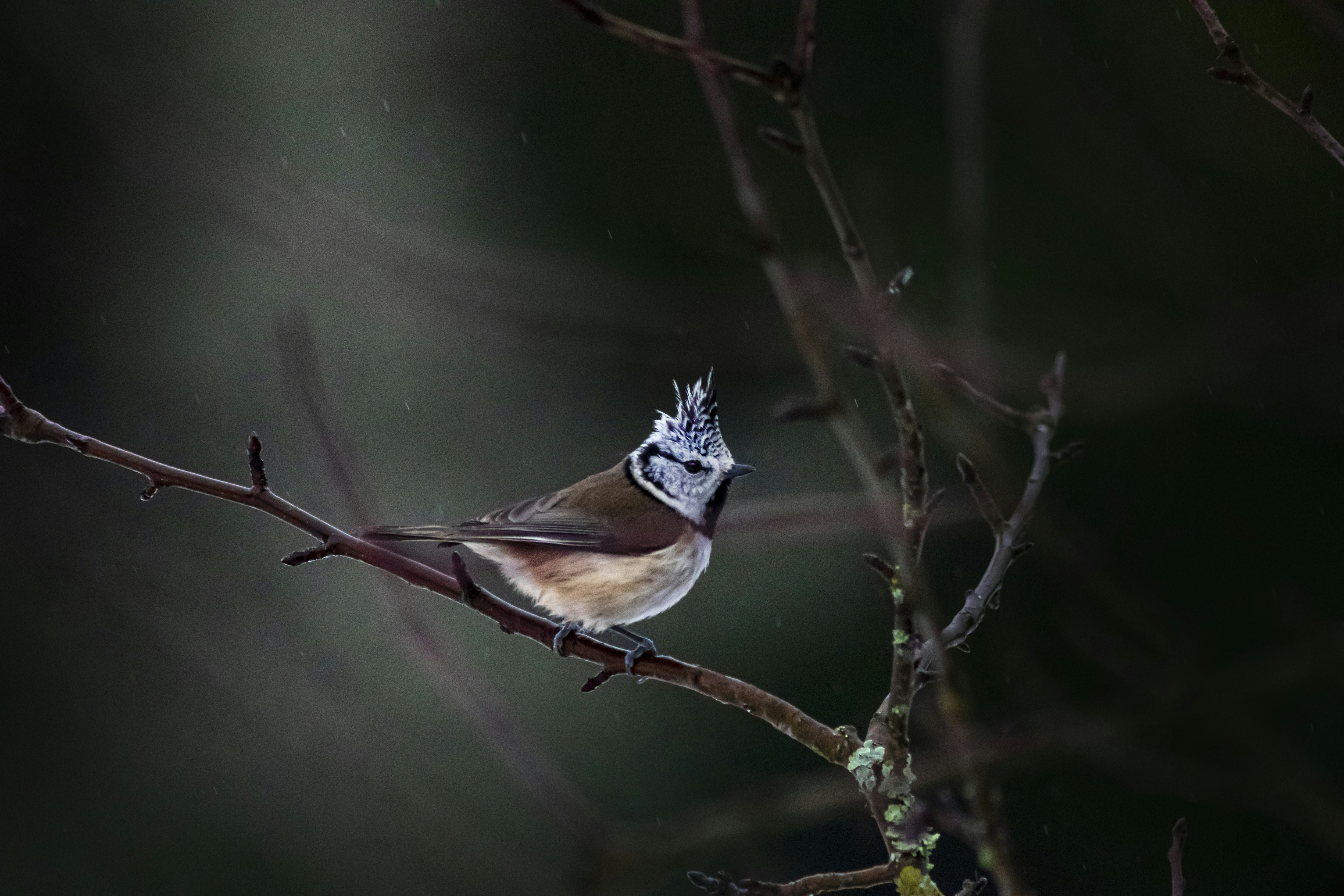 a bird with a crown sitting on a branch