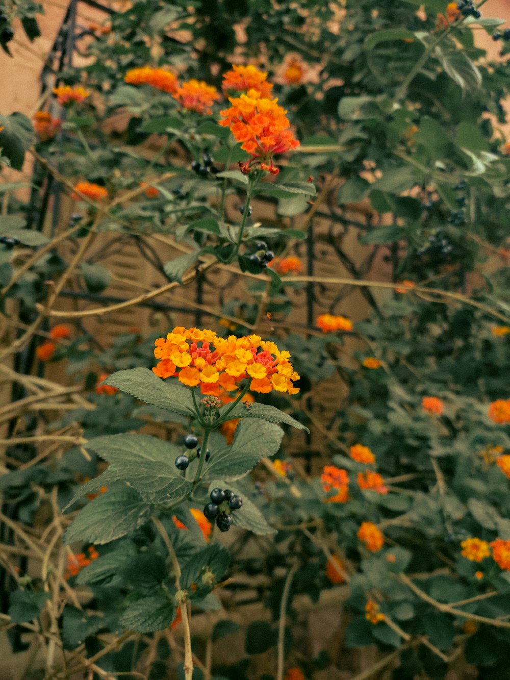 a plant with orange and yellow flowers in a garden