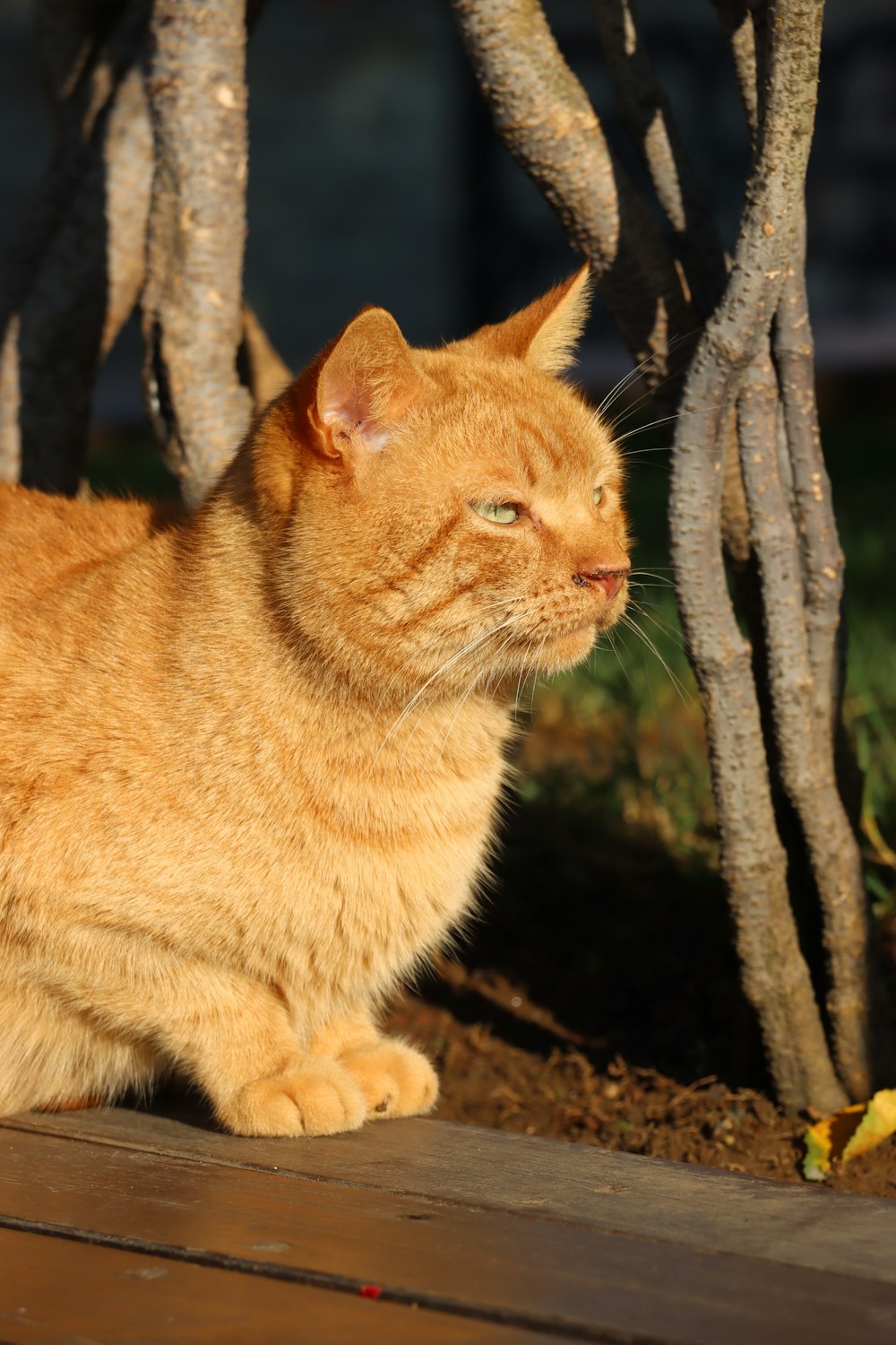 an orange cat sitting on a wooden deck next to a tree