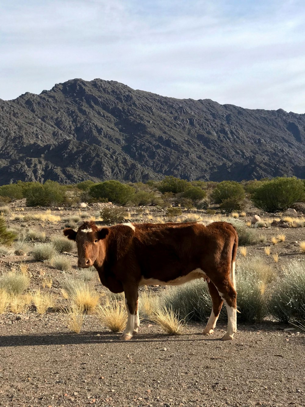 a brown cow standing on top of a dirt field