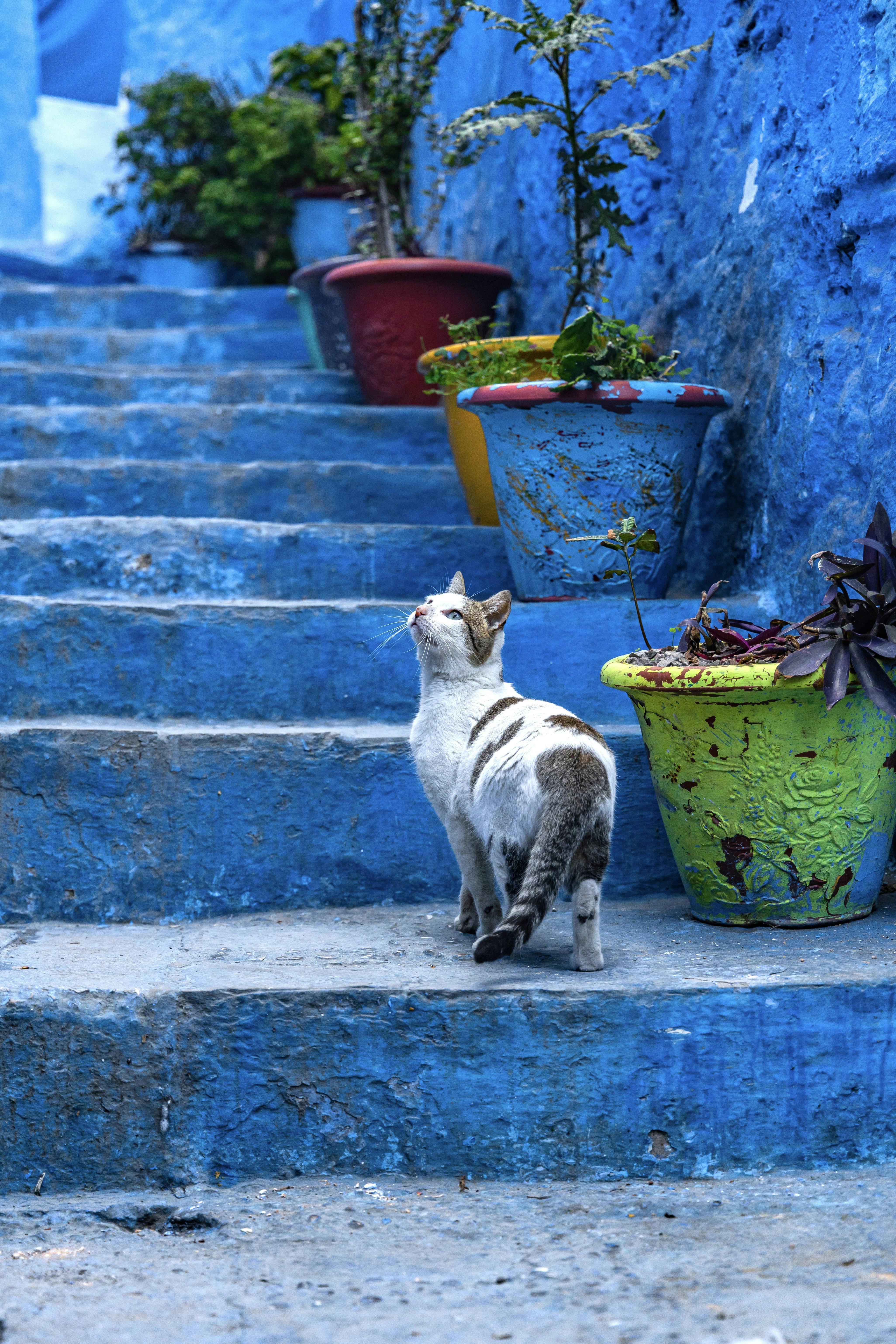 A cat standing on some steps next to a potted plant photo – Free Potted ...