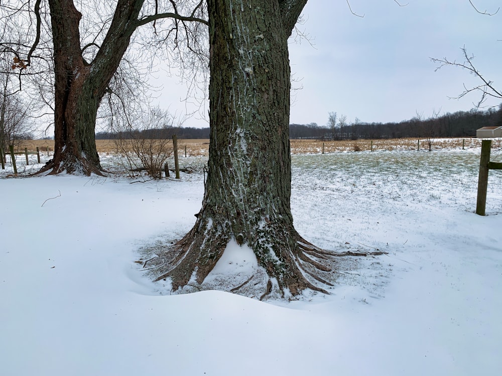 a large tree in the middle of a snowy field