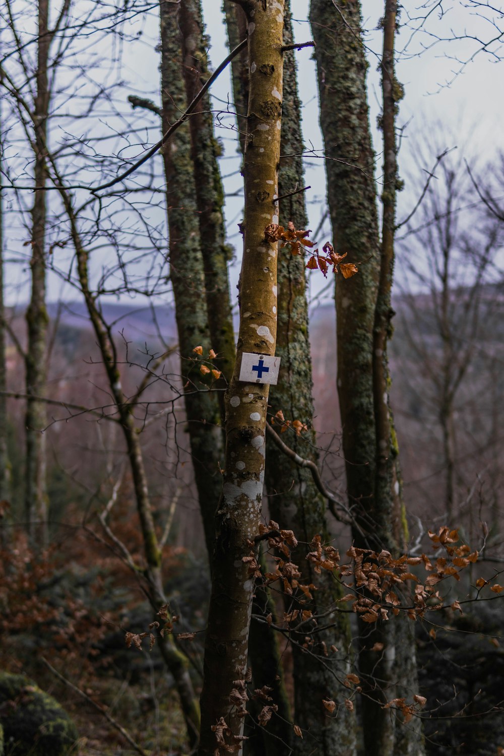a cross on a tree in the woods