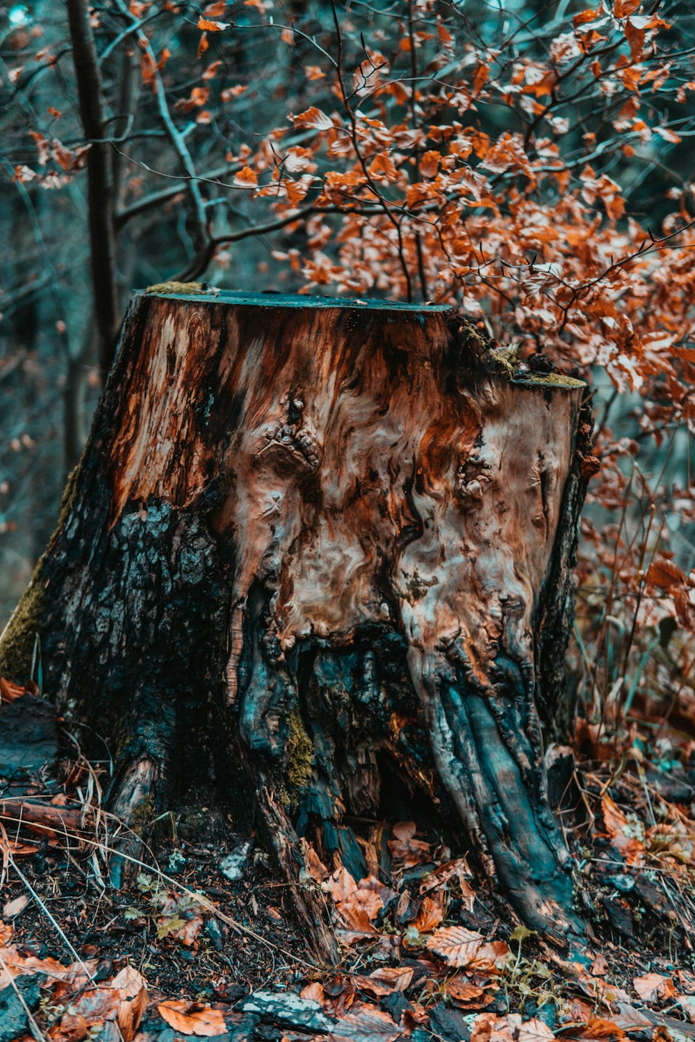 a tree stump in the middle of a forest