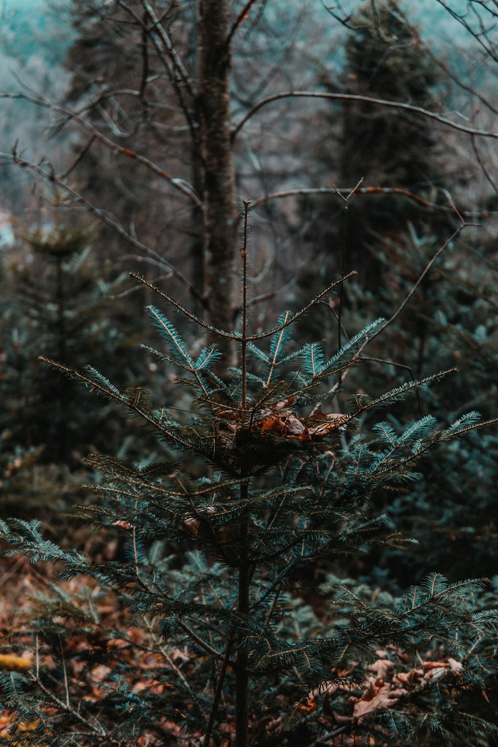 a pine tree in the middle of a forest