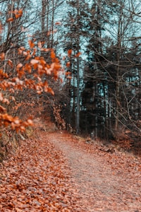 Autumn Pathway