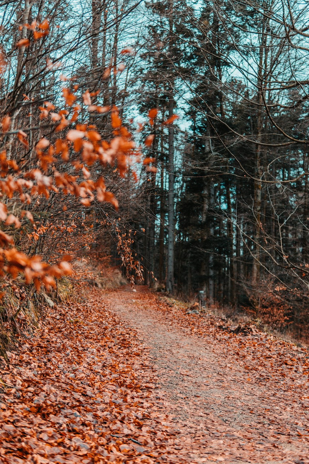 Un camino de tierra rodeado de árboles y hojas