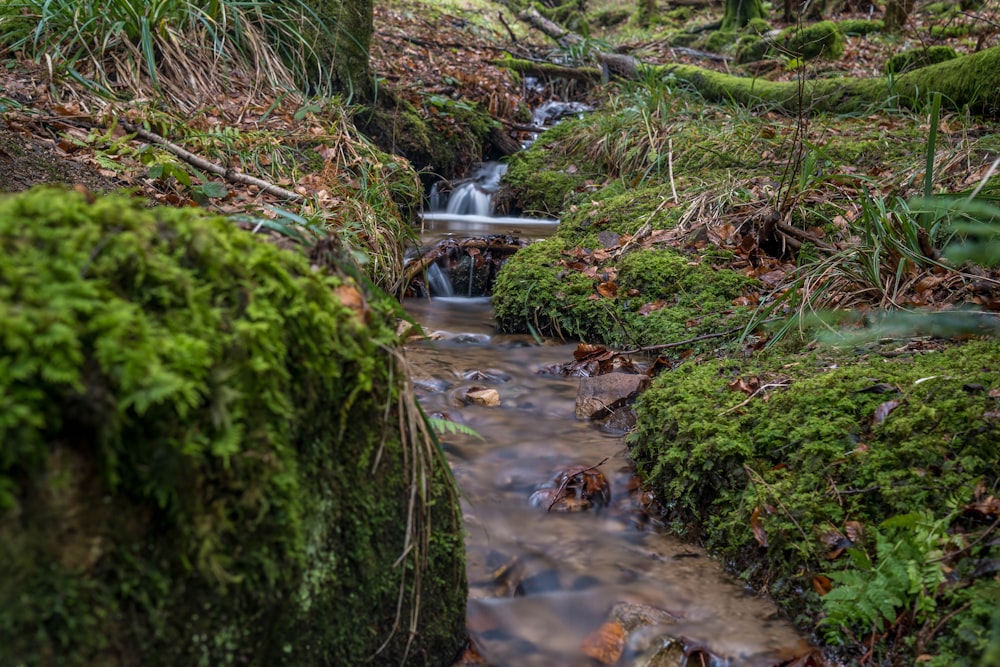 a stream running through a lush green forest